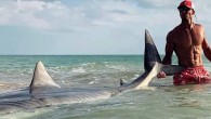 Elliot Sudal said he hooked the shark in his boat off the coast, then reeled it in from the sand. CAPTIVA ISLAND, Fla. – One of Southwest Florida’s favorite fisherman reeled in a nearly 14-foot tiger shark off the coast […]