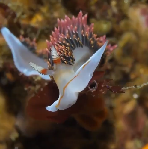 Denizlerin en güzel hayvanları Denizlerin en güzel hayvanları: Nudibranşlar. Sakin, estetik hareketleri ve göz