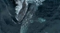 Dramatic footage shows a group of killer whales methodically ram, isolate and kill a gray whale calf passing through Monterey Bay with its mother, on Saturday The graphic attack was captured on video by Monterey Bay Whale Watch A small […]