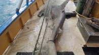 Photos obtained by WWF-Australia show scores of dead sharks on deck of ship The leaked images were snapped earlier in the year off the Great Barrier Reef WWF chief executive Dermot O’Gorman stressed his concern about the nets Shocking photos […]