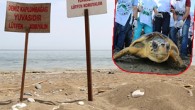 Mersin’de günlerdir tartışılan ve Türkiye gündemine de oturan, caretta caretta ve yeşil deniz kaplumbağalarının üreme ve yuvalama alanında yapılması planlanan ‘Mersin Pop Fest’in iptal edildiği bildirildi. Mezitli Belediye Başkanı Neşet Tarhan, Mersin’de günlerdir tartışılan ve Türkiye gündemine de oturan, caretta […]