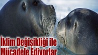 Sakallı foklar daha genç olgunlaşıyor ve daha çok yavruluyor. Her ikisi de sağlıklı bir popülasyonun işaretidir; ancak bilim adamları Kuzey Kutbu hayvanlarının iklim değişikliği esnekliği şampiyonu olmadığına dikkat çekti. İklim değişikliği karşısında, türün dişileri beklenmedik bir eğilim gösteriyor: daha fazla […]
