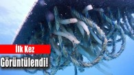 İzmir’in Çeşme ilçesinde, marinaya ve dalgıçların dalış alanına bırakılan yapay yuvalarda ilk yavru kalamarlar görüntülendi. İzmir Büyükşehir Belediyesi, özellikle küçük ölçekli balıkçılığın en önemli gelir kaynaklarından biri olan kalamarların kirlilik ve yanlış avcılık yöntemleri nedeniyle hem doğal üreme sahaları hem […]