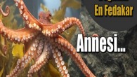 Ahtapotun anneliği hiçbir canlının anneliğine benzemez. Dişi Ahtapot çiftleşmeden sonra bir oyuk bularak oraya yerleşir.Yumurtlamaya başlar ve yumurtlama işlemi bittikten sonra kuluçkaya yatar. Yumurtalarını yuvanın tavanına çengelle asar gibi dizer. Yumurtalara devamlı su pompalayarak onların temiz kalmalarını sağlar. Her ne […]