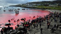 Faroe Adaları’nda sert kışa hazırlık olarak her yıl yaz mevsiminde balina avına çıkan balıkçılar, bu yıl da dünya çapında tepki çeken ‘geleneği’ sürdürdü. Kaynak: Balina katliamında deniz yine kan gölüne döndü Danimarka Krallığı’na bağlı özerk ülke Faroe Adaları’nda balıkçılar her […]