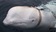 The sighting of a beluga whale wearing a Russian-made harness has caused media speculation that the animal may have come from a Russian military facility. The whale was recently seen swimming alongside fishermen off the coast of Norway. Video footage […]