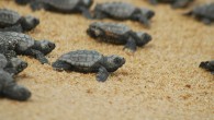 Caretta carettaların, Mayıs ortasından itibaren Antalya’daki sahillerde yuvalama yapması bekleniyor. Çıralı, Belek ve Patara’da gönüllü ekiplerin çalışmaları sayesinde yavru sayısında ciddi artış gözlendi Kaynak: Caretta mevsimi rekorlarla başladı. Antalya, nesli tehlike altında olan caretta carettaların en önemli yuvalama alanı sahillerine […]