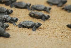 caretta2-07102015