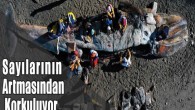 Son iki ay boyunca Bay Area sahillerinde on ölü gri balina tespit edildi. Bu olay daha önce Kaliforniya Körfez Bölgesi’nde daha önce görülmemişti. Son iki ay boyunca Bay Area sahillerinde on ölü gri balina tespit edildi. Bu olay daha önce […]