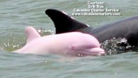 CALCASIEU, La.– In the Calcasieu River ship channel in Louisiana there lives a pink dolphin known as “Pinky.” Over the years she’s become famous for her beautiful pink skin color. “Pinky The Dolphin” had been seen mating frequently. Does this […]