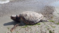 Nesli tükenme tehlikesiyle karşı karşıya olan deniz kaplumbağası caretta caretta, ölü olarak Silivri’de kıyıya vurdu. Akdeniz sularında yaşadığı bilinen caretta carettanın Marmara’da kıyıya vurması görenleri hayrete düşürdü. Akdeniz sularında yaşadığı bilinen ve nadiren Ege’de görülen deniz kaplumbağası caretta caretta İstanbul […]