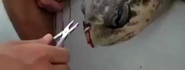 Pipetin Akibeti Bir kerelik kullandığınız plastik pipetin akıbetini merak ediyorsanız buyrun pic.twitter.com/VuyRy8D3Fe