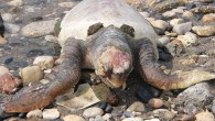 Mersin’de bir caretta caretta ölü olarak kıyıya vurdu. Başında darbe olduğu görülen kaplumbağa, Mersin Büyükşehir Belediyesi ekipleri tarafından sahilden alındı. Belediye Başkanı Vahap Seçer, böyle bir tabloyla karşılaşmanın üzücü olduğunu söyledi. Mersin’in merkez Akdeniz ilçesi Çamlıbel Balıkçı Barınağı ön tarafındaki […]