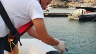 Çeşme Marina, yasadışı yollar ile avlanılan deniz patlıcanlarına ev sahipliği yapmaya başladı. Çeşme Sahil Güvenlik Komutanlığı, operasyonlar sonucunda ele geçirilen deniz patlıcanlarını Çeşme Marina içine bırakıyor. Çevreye verdiği önem ve çevreci kimliği ile ön plana çıkan Çeşme Marina, yasadışı yollar […]