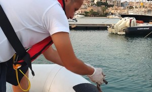 deniz_patlicani_1-001