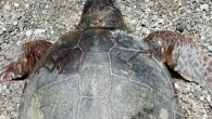 Belek’te bir hafta önce tüfekle vurularak öldürülen caretta caretta’nın ardından aynı bölgede bugün de bıçaklanarak öldürülen bir caretta caretta bulundu. Antalya’daki Belek turizm bölgesindeki sahilde, 2 caretta carettanın tüfekle vurularak ve bıçaklanarak öldürüldüğü bildirildi. Ekolojik Araştırmalar Derneği (EKAD) Başkanı ve […]