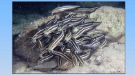 Süreli bilimsel dergimiz "Journal of Black Sea / Mediterranean Environment"in yeni sayısı yayınlandı! The new issue of "Journal of Black Sea / Mediterranean Environment" is now available online!https://t.co/gPu3AZgT1q pic.twitter.com/xJrVyxvXeh — TÜDAV (@TudavTudav) July 27, 2019