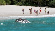 Muğla’nın Fethiye ilçesinde sahile yaklaşık 3 metre uzunlunda ölü balina vurdu. Sahilde balinayı gören yerli ver yabancı turistler telefonlarına sarıldı. Ölüdeniz Mahallesi Kıdrak Koyu açıklarında yaklaşık 3 metre uzunluğundaki ölü balinayı görenler yetkililere haber verdi. Kıdrak Koyu’na gelen Orman İşletme […]