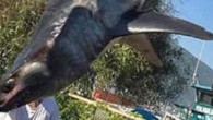 Nesli tehlike altındaki sivriburun köpekbalığını avlayan şahsa, Fethiye İlçe Tarım ve Orman Müdürlüğü tarafından 1.635TL para cezası uygulanmıştır/Those who hunt the endangered shortfin mako shark (Isurus oxyrinchus) in Fethiye was punished with a fine of 1.635TL by the Ministry pic.twitter.com/fqVVxbDElC […]