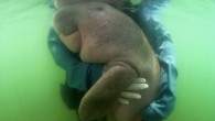 ayland’da birkaç ay önce kurtarılan deniz ineği (dugong), midesindeki plastik kalıntılarının neden olduğu enfeksiyon nedeniyle hayatını kaybetti. Meryem adı verilen deniz ineği, Nisan ayında Tayland’da bir sahile vurmasının ardından kurtarılarak korumaya alınmıştı. Deniz ineği, kendisini kurtaran dalgıçlara “sarıldığı” fotoğrafının sosyal […]