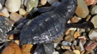 Dünyada nesli tehlike altında olan caretta caretta türü deniz kaplumbağalarının Antalya’nın Alanya ilçesindeki sahilde yumurtlama dönemi tamamlandı. Yumurtadan çıkan yavrular, gönüllü vatandaşlarında yardımıyla Yeşilöz Sahili sularıyla buluştu. Nesli tükenme tehlikesiyle karşı karşıya olduğu için koruma altına alınan caretta carettaların denize […]