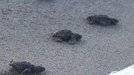 Antalya’nın Kaş ilçesi sınırlarında bulunan ünlü Patara kumsalında, yavru caretta caretta deniz kaplumbağaları denizle buluşturuldu. Kaş Kaymakamı Ulaş Akhan ve Belediye Başkanı Mutlu Ulutaş, yavruların yolculuğunda hazır bulundu. Çevre ve Şehircilik Bakanlığı’nca Özel Çevre Koruma Bölgesi ilan edilen Patara Paljı’nda […]