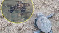 Aydın’ın Didim ilçesi Parlamenterler Sitesi sahilinde yuva yapan 77 yavru caretta caretta denize ulaştı. EKODOSD Başkanı Bahattin Sürücü, “Caretta carettanın yuva yapması, yavruların denize ulaşması sürecinde bir farkındalık oluştu” dedi. Tarım ve Orman Bakanlığı 4. Bölge Aydın Şube Müdürü Özcan […]