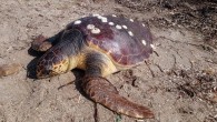 Ayvalık’ta sahilde gezinti yapan vatandaşlar, caretta caretta cinsi kaplumbağa ölüsü gördüler. Kaplumbağa, yetkilileri tarafından teslim alınırken yapılan incelemelerde hayvanın iç organlarının olmadığı öğrenildi. Balıkesir’in Ayvalık ilçesinde, sabah saatlerinde kumsalda gezinti yapan vatandaşlar tarafından bulunan caretta caretta cinsi kaplumbağa ölüsü, Burhaniye […]