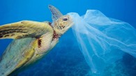 Plastik kirliliği birçok canlı türünü kötü etkilemeye, hatta öldürmeye devam ediyor. Bir yandan da ekolojik döngüyü bozarak besin zincirini olumsuz etkiliyor. Tazmanya Üniversitesi’nden bilim insanları plastik kirliliği nedeniyle midelerine plastik giren deniz canlılarının giderek kirlilikten daha çok etkilendiğini gösteriyor. Deniz […]