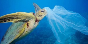 Plastik kirliliği birçok canlı türünü kötü etkilemeye, hatta öldürmeye devam