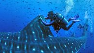 Jonathan Green first heard the sound late at night during the summer of 2016, while watching 10 hours of a whale shark swimming through open ocean. Green was reviewing footage captured by a camera that had been stuck temporarily to […]