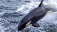 by Shariqua Ahmed, DOGOnews Killer whales, or orcas, are the largest members of the oceanic dolphin family. While the intelligent mammals, which hunt in large pods, are known for their orchestrated attacks on unsuspecting marine animals, they have never posed […]