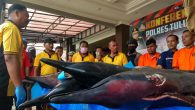 Tulungagung Police in East Java arrested a fisherman for catching nine long-beaked common dolphins from the sea to be sold to a local fish trader. The dolphin is included in the list of protected plants and animals in a 2018 […]