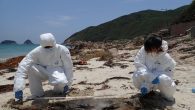 A severely decomposed finless porpoise was found stranded at Sai Wan Village in Sai Kung. Ocean Park Conservation Foundation, Hong Kong responded to a stranded finless porpoise case today, with that being the 19th case of this year. The carcass […]