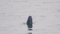 WUHAN, May 11 (Xinhua) — A pod of the Yangtze finless porpoise has been seen spyhopping above the silvery surface of the Yangtze River, China’s longest river, attracting shutterbugs and nearby residents who want to catch a glimpse of these […]