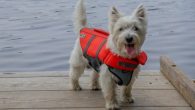 The Coast Guard and Coast Guard Auxiliary celebrate National Safe Boating Week, May 21 through May 27, and urge mariners and beachgoers to be safe this Memorial Day weekend. Memorial Day weekend is considered by many as the unofficial start […]