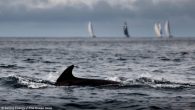 IMOCA and The Ocean Race get the low-down on a crewed round-the-world race that has been a genuine technological laboratory, from the first edition in 1973-74 to the most recent in 2017-18. Though IMOCAs have attained an exceptional level of […]