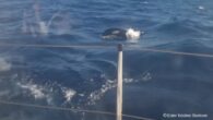 Ester Kristine Storkson was asleep on her father’s small yacht earlier this month, sailing off the coast of France, when she was violently awakened. Scrambling on deck, she spotted several orcas, or killer whales, surrounding them. The steering wheel swung […]