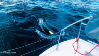 How likely – really – is your yacht to collide with a whale? Yachting World reports on a new approach to reduce the chance of whale strikes, plus what sailors can do. “When a 45-tonnes Sperm Whale is on starboard […]