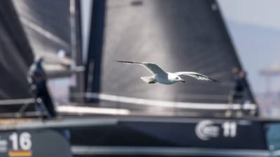 As a dominant internationalo rating service, ORC relies on science