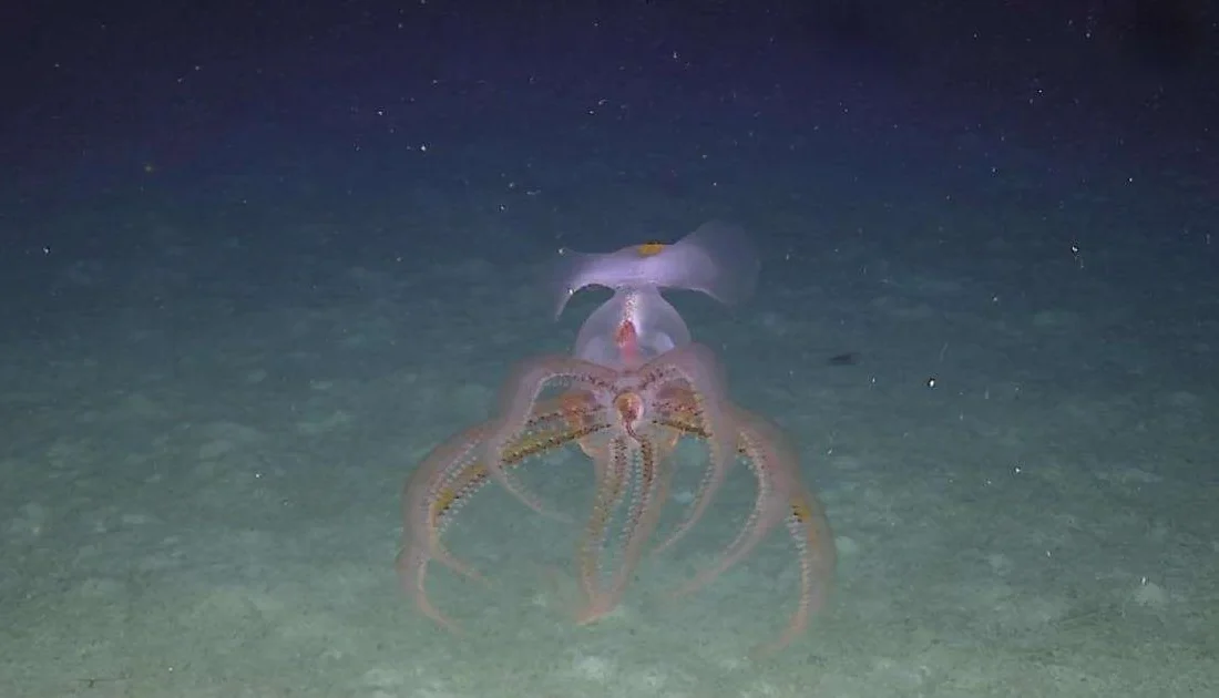 Subsea7, Seaway7 ve Ulusal Okyanus Bilimleri Merkezi (NOC) ortaklığıyla kurulan