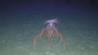 Subsea7, Seaway7 ve Ulusal Okyanus Bilimleri Merkezi (NOC) ortaklığıyla kurulan