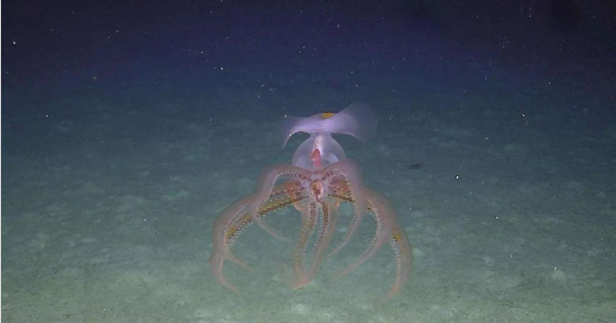 Subsea7, Seaway7 ve Ulusal Okyanus Bilimleri Merkezi (NOC) ortaklığıyla kurulan