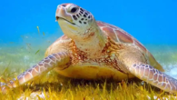 Köyceğiz Gölü ile Dalyan kanallarında yaptırılan tekne turlarına katılan turistlerin Caretta Carettaları beslemesi halinde, kaptana 43 bin 179 lira ceza kesileceği duyuruldu. Muğla Çevre Şehircilik ve iklim Değişikliği Müdürlüğü, Köyceğiz Gölü ve Dalyan kanallarında çalışacak deniz araçları için kurallar ve […]