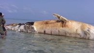 Yemen’in Kızıldeniz kıyısında bulunan deniz mayınının patlaması sonucu dev bir balina telef oldu. Yemen’de mayın gözlemevi, ülkenin kuzeybatısında bulunan Hacca ili kıyısında bir deniz mayınının patlaması sonucu dev balinanın telef olduğunu açıkladı. Deniz mayının Husiler tarafından yerleştirildiği ifade edildi. Öte […]