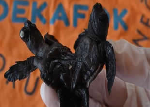 Manavgat’ta yuva kontrollerinde canlı halde siyam ikizi bir caretta caretta