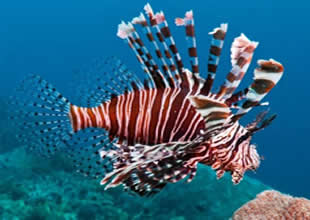 Bilim adamlarından istilacı aslan balığına yakın takip Egeli bilim ekibi Aslan balığını akustik telemetri yöntemiyle izleyerek yaşam