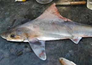 Aşırı avlanma nedeniyle nesli tükendiği düşünülen nadir bir köpekbalığı türü,