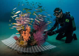 Laboratuvarda yetiştirilen mercan resifleri umut oldu Brezilyalı bilim insanları çığır açıcı bir yöntem geliştirdi. laboratuvarda yetiştirilen
