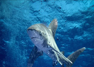 Bilim insanları, Avustralya'nın batısında yürüttükleri derin deniz araştırmaları kapsamında, badem